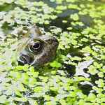 An ugly brownish gren frog pokes its head out of a pond with pond scum.